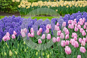 Purple hyacinths,pink tulips and fdaffodils field Spring background Netherlands photo