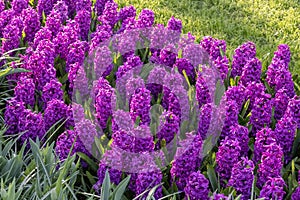 Purple Hyacinthus, Species orientalis, Hyacinth. Attractive spring bulbous flowers. Highly fragrant