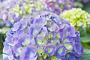 Purple Hydrangea