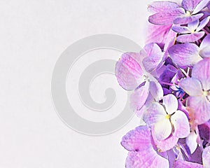 Purpurová hortenzie abstraktné účinok 