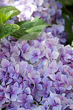 Purple Hydrangea Blossom with Green Leaves