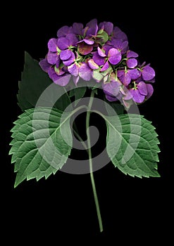 Púrpura hortensias flor sobre el negro 