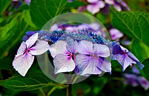 Purple Hydrangea Close Up