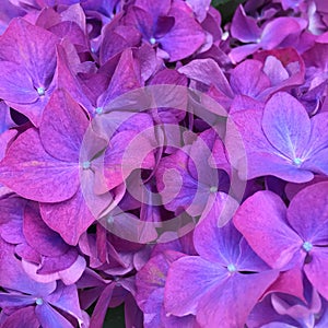 Purple hydrangea closeup
