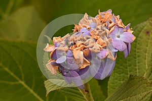 Purple Hydrangea fading amongst green leaves