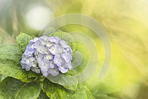 Purple hydrangea Flower.