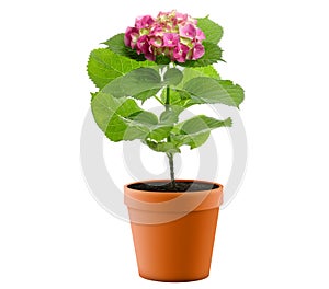 Purple Hydrangea Flower