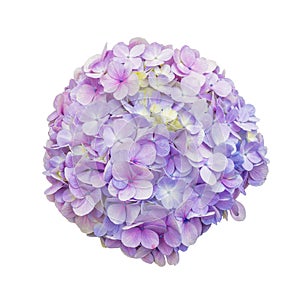 Purple Hydrangea Flower