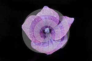 Purple hydrangea flower against black