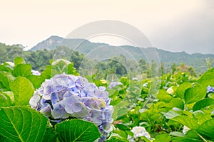 Purple hydrangea flower or hortensia flower in the natural garden