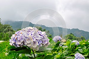 Purple hydrangea flower or hortensia flower in the natural garden