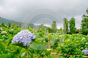 Purple hydrangea flower or hortensia flower in the natural garden