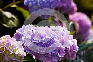 Purple Hydrangea flower Hydrangea macrophylla blooming in spring and summer in a garden