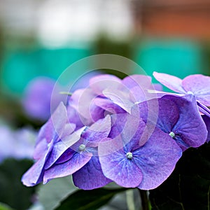 Purple Hydrangea flower (Hydrangea macrophylla) in a garden