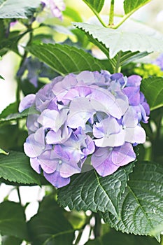 Purple Hydrangea flower (Hydrangea macrophylla) in a garden