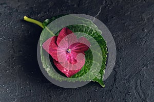 Purple hydrangea flower with a leaf, macro, isolated, with waterdrops, top view