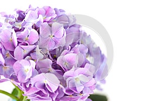 Purple hydrangea flower on white background