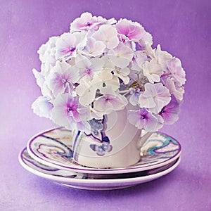 Purple hydrangea flowers