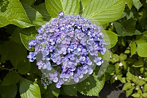 Purple hydrangea in garden