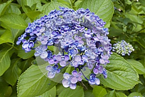 Purple hydrangea in garden