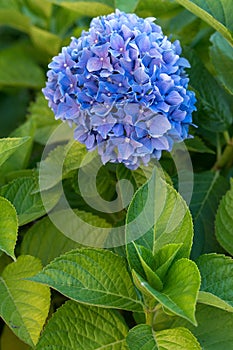 Purple hydrangea, Italy