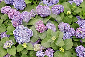 Purple hydrangea macrophylla