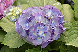 Purple hydrangea macrophylla photo