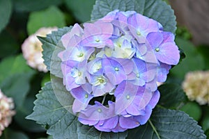 Purple hydrangeas blossoms in May