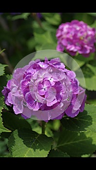 Purple Hydrangeas in Full Bloom