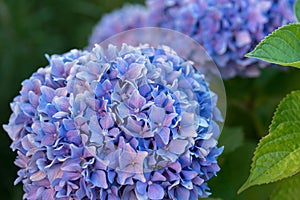 Purple hydrangeas, Italy