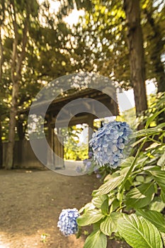 Purple hydrangeas and Rikugien Garden`s interior door made of wo photo