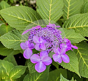 purple hydrangia bllom with buds