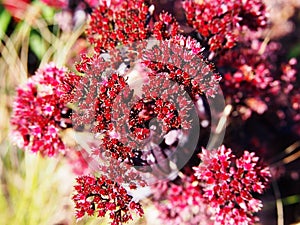 Purple Hylotelephium spectabile - showy stonecrop