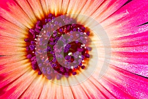 Purple ice flower in the spring