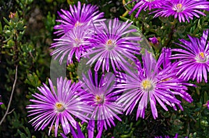 Purple iceplant flower