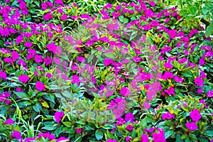 Purple Impatiens Impatiens walleriana flowers in summer sunny day photo