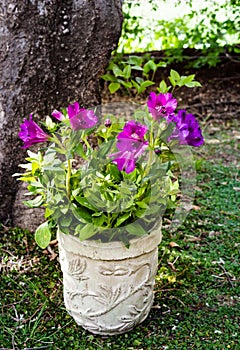 Purple inca lily in pot under tree in dappled sunlight