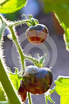 Indigo rose tomatoes on the vine in counterlight photo