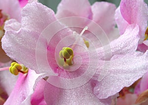 Purple inflorescence