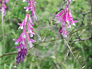 Purple inflorescence of Vicia cracca plant