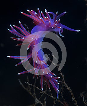 purple invertebrate photo