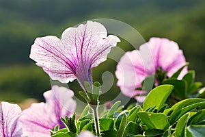The purple Ipomoea pescaprae flowers 2 photo