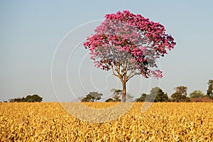 Purple IpÃÂª, a typical tree from the Brazilian Cerrado. photo