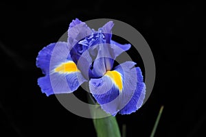 Purple iris