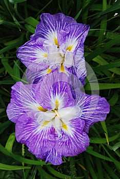 Purple Iris