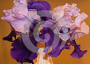 Purple Iris 3