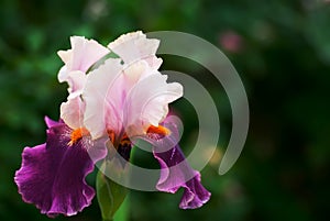 Purple Iris photo