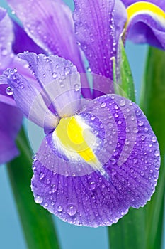 Purple Iris photo