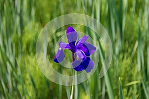 Purple Iris Blooming in a Sea of Green