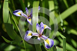 Purple iris blossom during mid spring